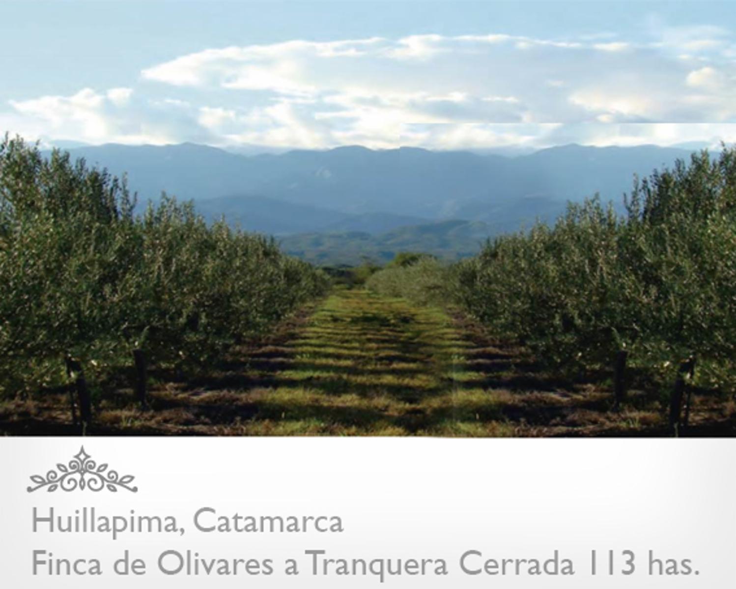 Campo de olivares de 113 Has, en Huillapima, Provincia de Catamarca - 5