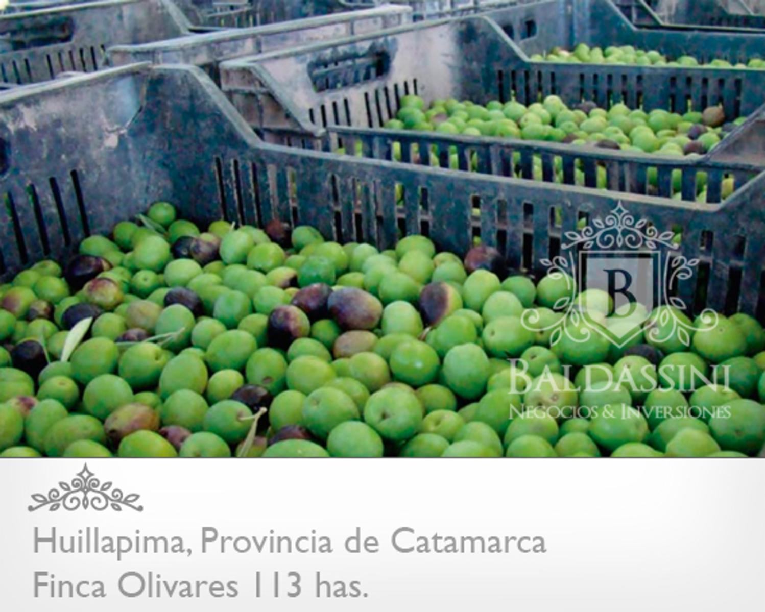 Campo de olivares de 113 Has, en Huillapima, Provincia de Catamarca - 6