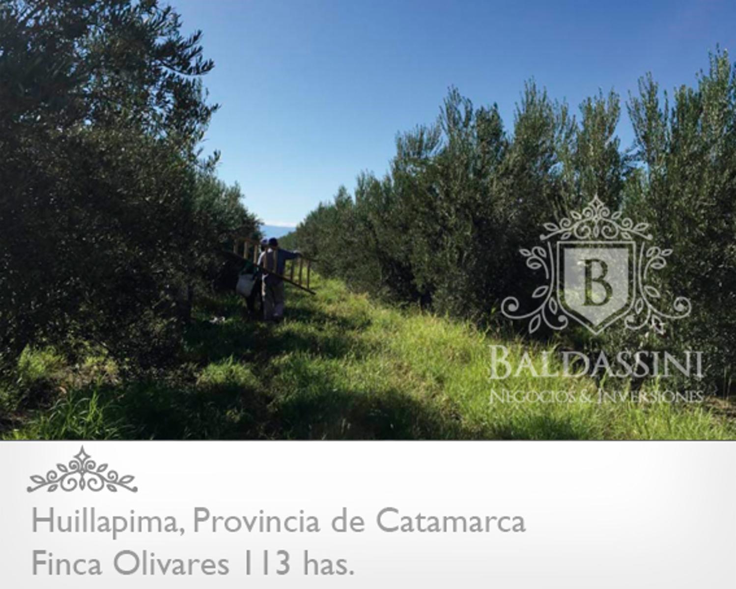 Campo de olivares de 113 Has, en Huillapima, Provincia de Catamarca - 7