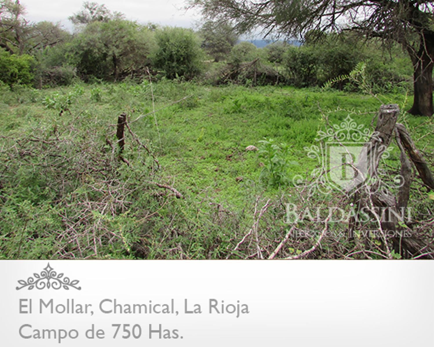 750 HAS. EN EL MOLLAR - CHAMICAL - CERCA DE LA RUTA 79 - OPORTUNIDAD! A U$S 95.000.- - 1