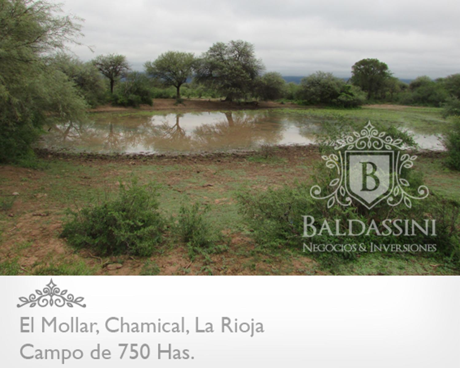 750 HAS. EN EL MOLLAR - CHAMICAL - CERCA DE LA RUTA 79 - OPORTUNIDAD! A U$S 95.000. - 2