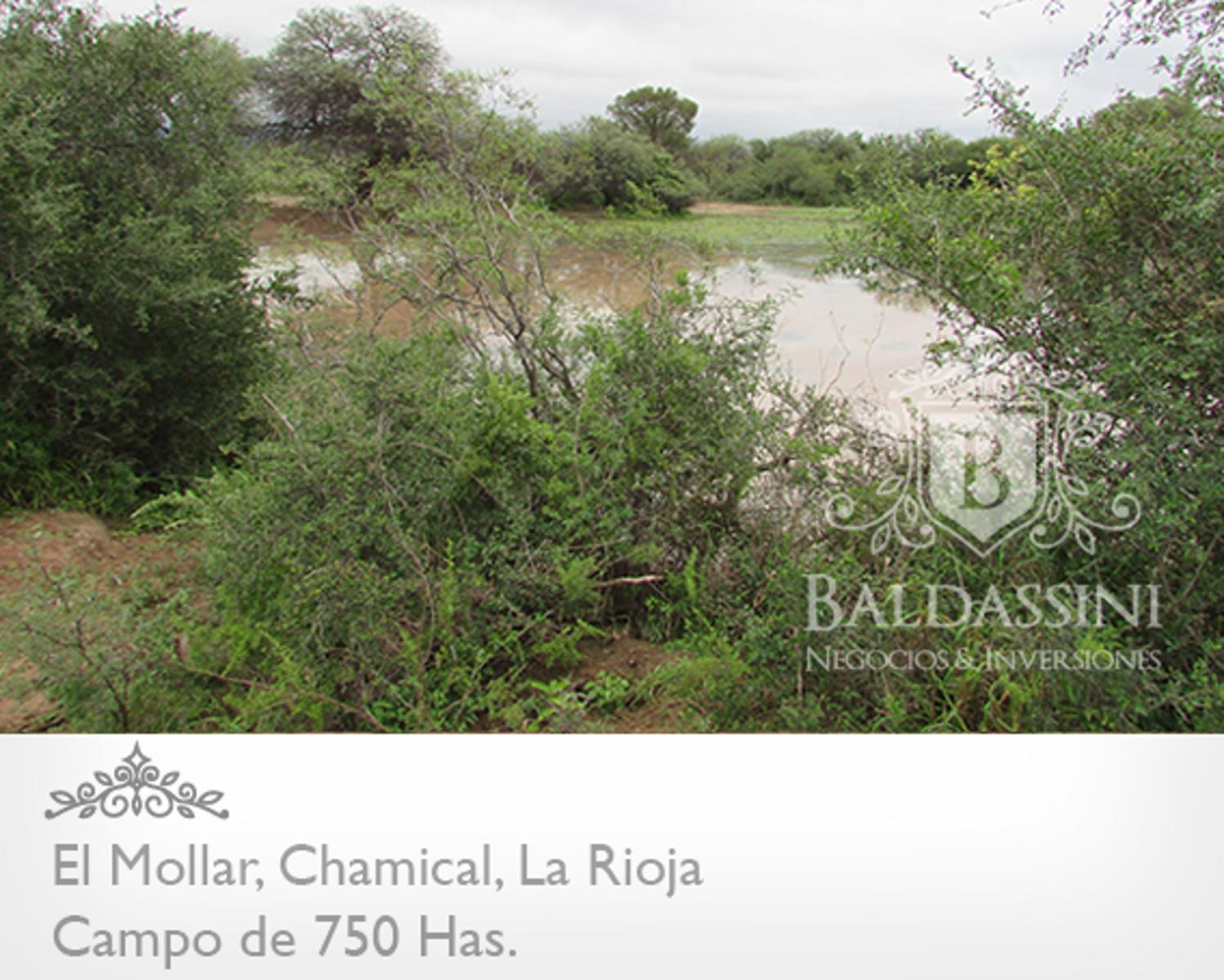 750 HAS. EN EL MOLLAR - CHAMICAL - CERCA DE LA RUTA 79 - OPORTUNIDAD! A U$S 95.000. - 3