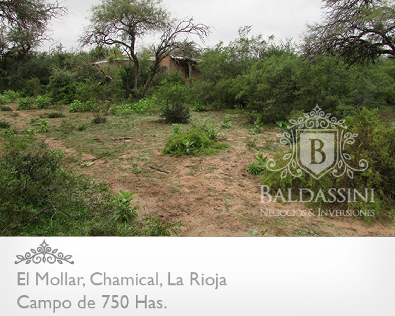 750 HAS. EN EL MOLLAR - CHAMICAL - CERCA DE LA RUTA 79 - OPORTUNIDAD! A U$S 95.000. - 4