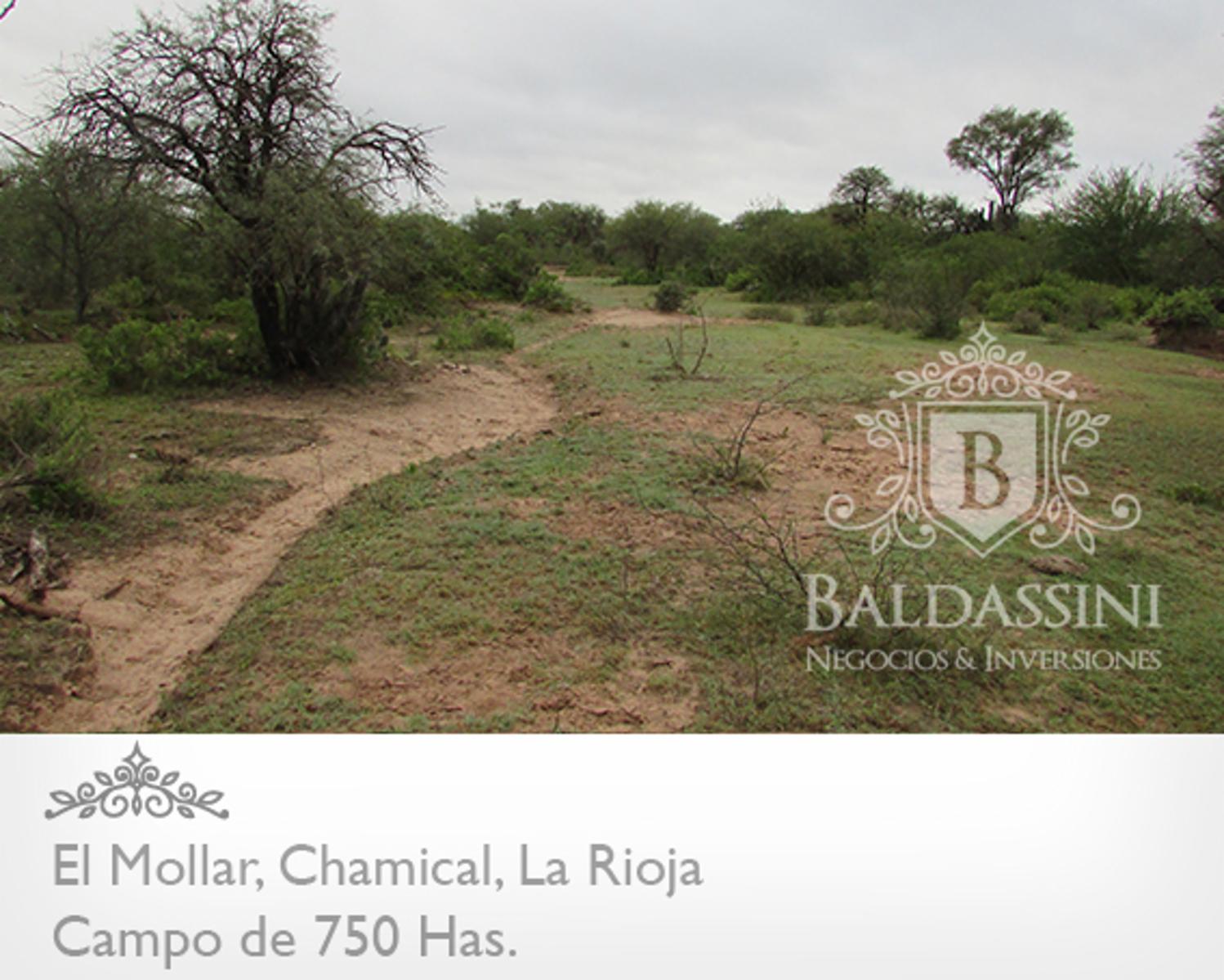 750 HAS. EN EL MOLLAR - CHAMICAL - CERCA DE LA RUTA 79 - OPORTUNIDAD! A U$S 95.000. - 5