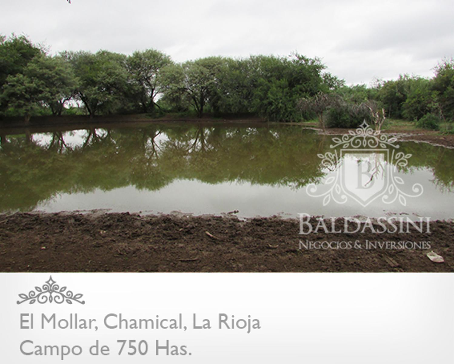 750 HAS. EN EL MOLLAR - CHAMICAL - CERCA DE LA RUTA 79 - OPORTUNIDAD! A U$S 95.000. - 6