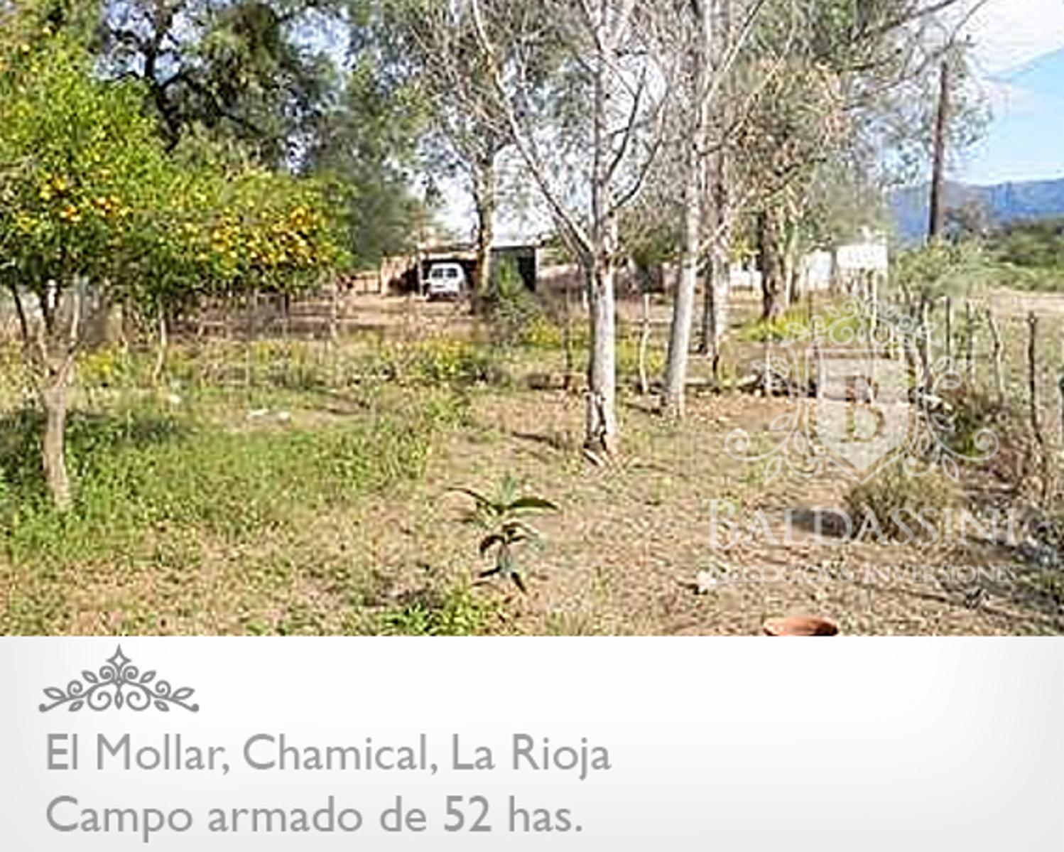 CAMPO ARMADO DE 52 HAS - ZONA EL MOLLAR - CHAMICAL - LA RIOJA - 1