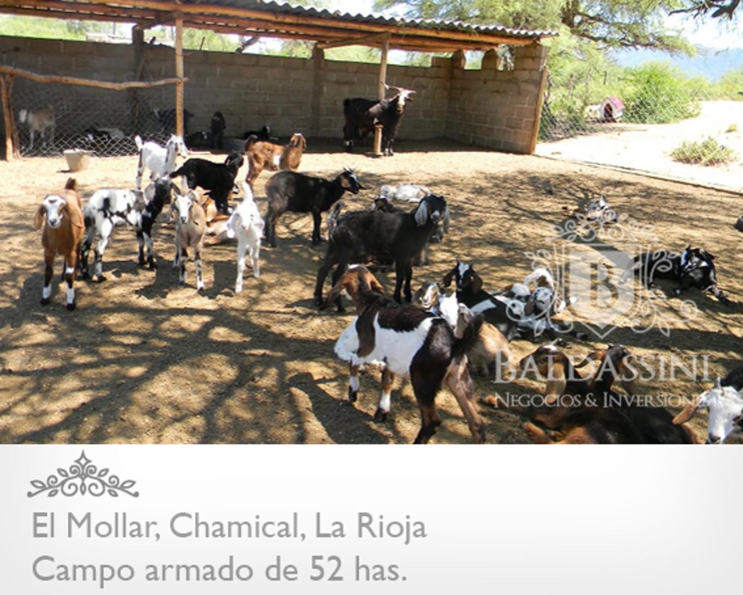 CAMPO ARMADO DE 52 HAS - ZONA EL MOLLAR - CHAMICAL - LA RIOJA - 3