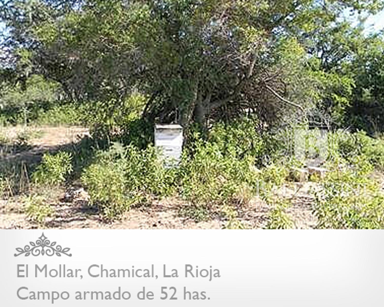 CAMPO ARMADO DE 52 HAS - ZONA EL MOLLAR - CHAMICAL - LA RIOJA - 6