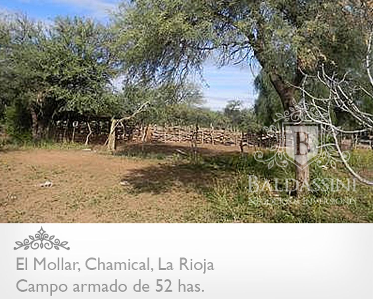 CAMPO ARMADO DE 52 HAS - ZONA EL MOLLAR - CHAMICAL - LA RIOJA - 9