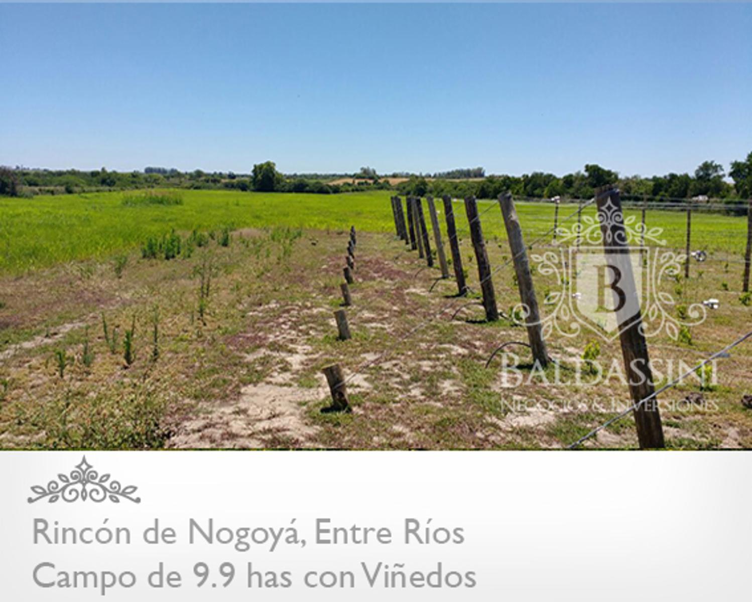 CAMPO DE 10 HAS. CON VIÑEDOS EN RINCÓN DE NOGOYÁ - ENTRE RÍOS - TU BODEGA A 300 KM DE BSAS | CÓDIGO: B0291 - 2