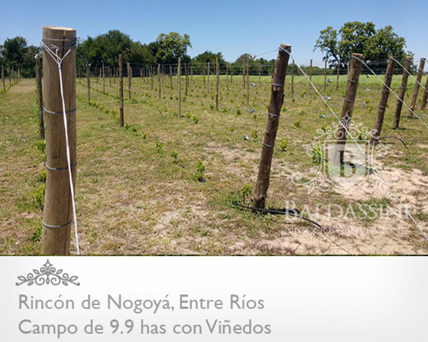CAMPO DE 10 HAS. CON VIÑEDOS EN RINCÓN DE NOGOYÁ - ENTRE RÍOS - TU BODEGA A 300 KM DE BSAS | CÓDIGO: B0291 - 3