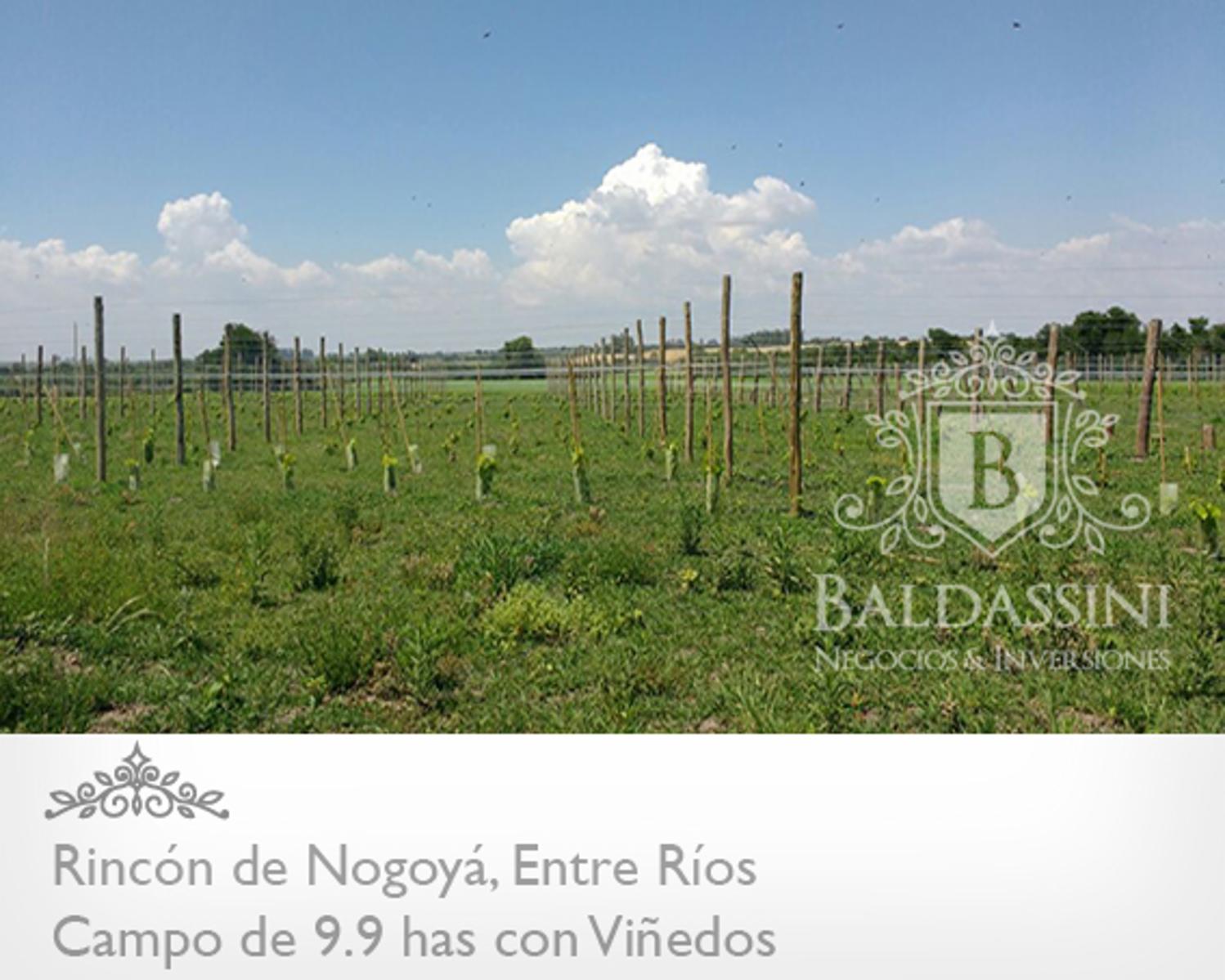 CAMPO DE 10 HAS. CON VIÑEDOS EN RINCÓN DE NOGOYÁ - ENTRE RÍOS - TU BODEGA A 300 KM DE BSAS | CÓDIGO: B0291 - 4