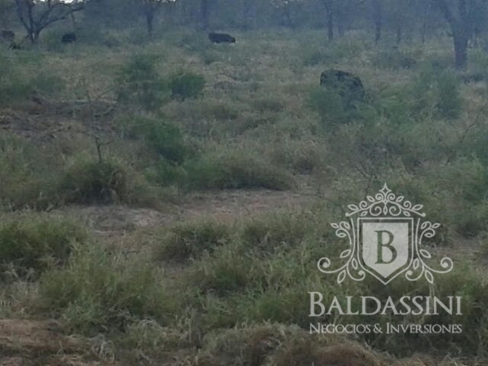 CAMPO A DESARROLLAR DE 4750 HAS SOBRE RUTA PROVINCIAL EN CHAMICAL - LA RIOJA - 2