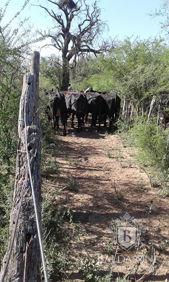 CAMPO GANADERO EN ULAPES- LA RIOJA - IDEAL PARA DESARROLLAR FEEDLOT - OPORTUNIDAD - 12