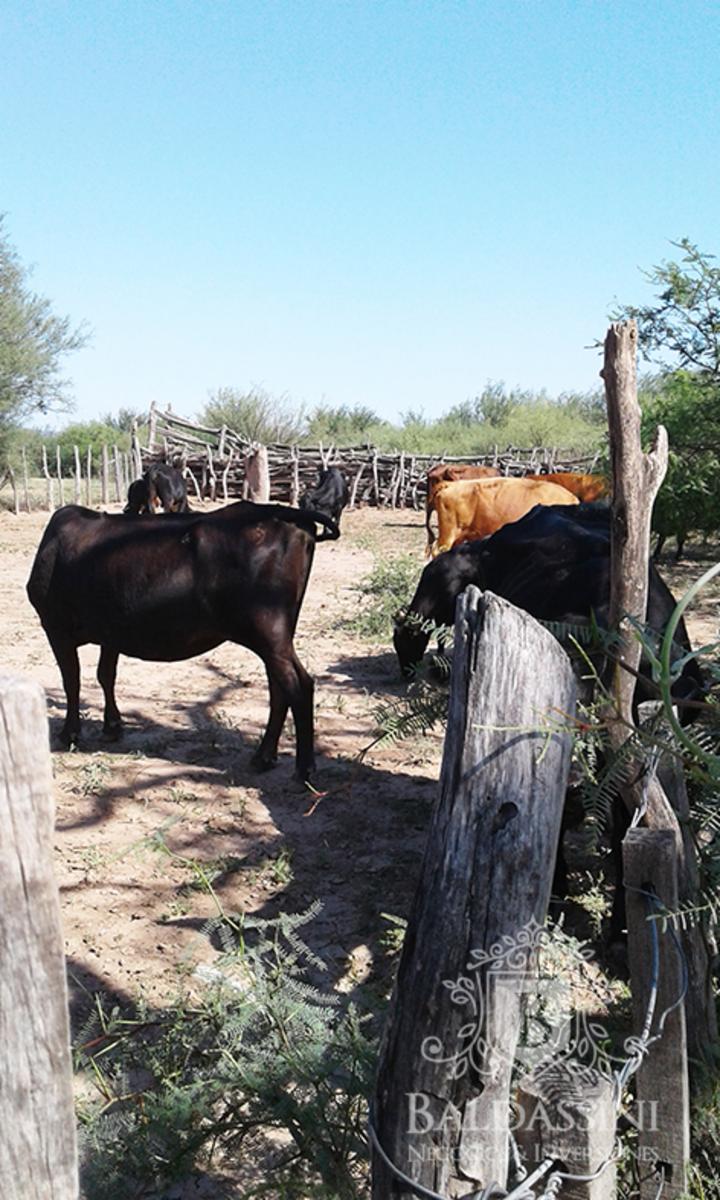 CAMPO GANADERO EN ULAPES- LA RIOJA - IDEAL PARA DESARROLLAR FEEDLOT - OPORTUNIDAD - 13