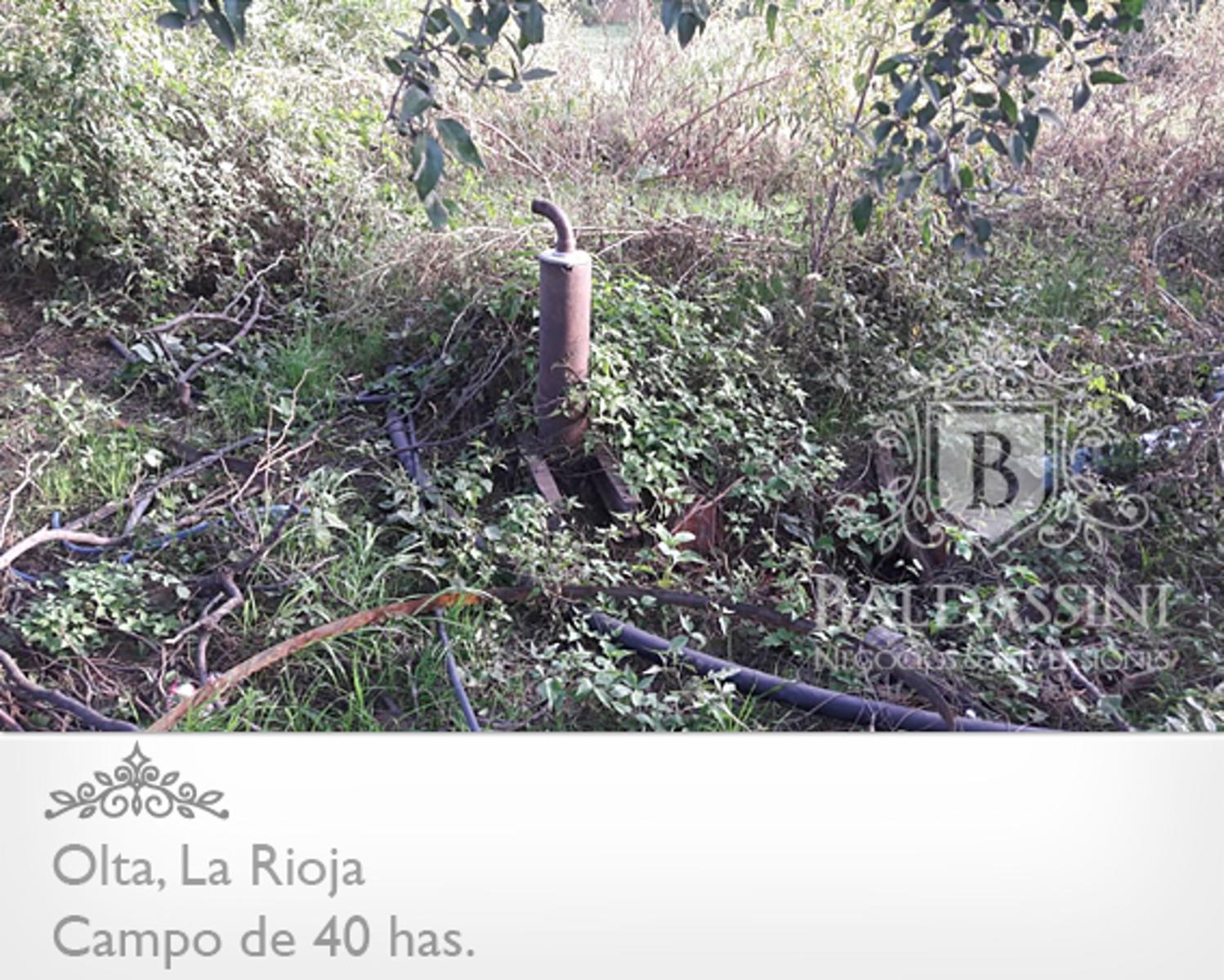 CAMPO DE 40 HAS EN OLTA SOBRE RUTA - LUZ TRIFÁSICA - ALAMBRADO - 12