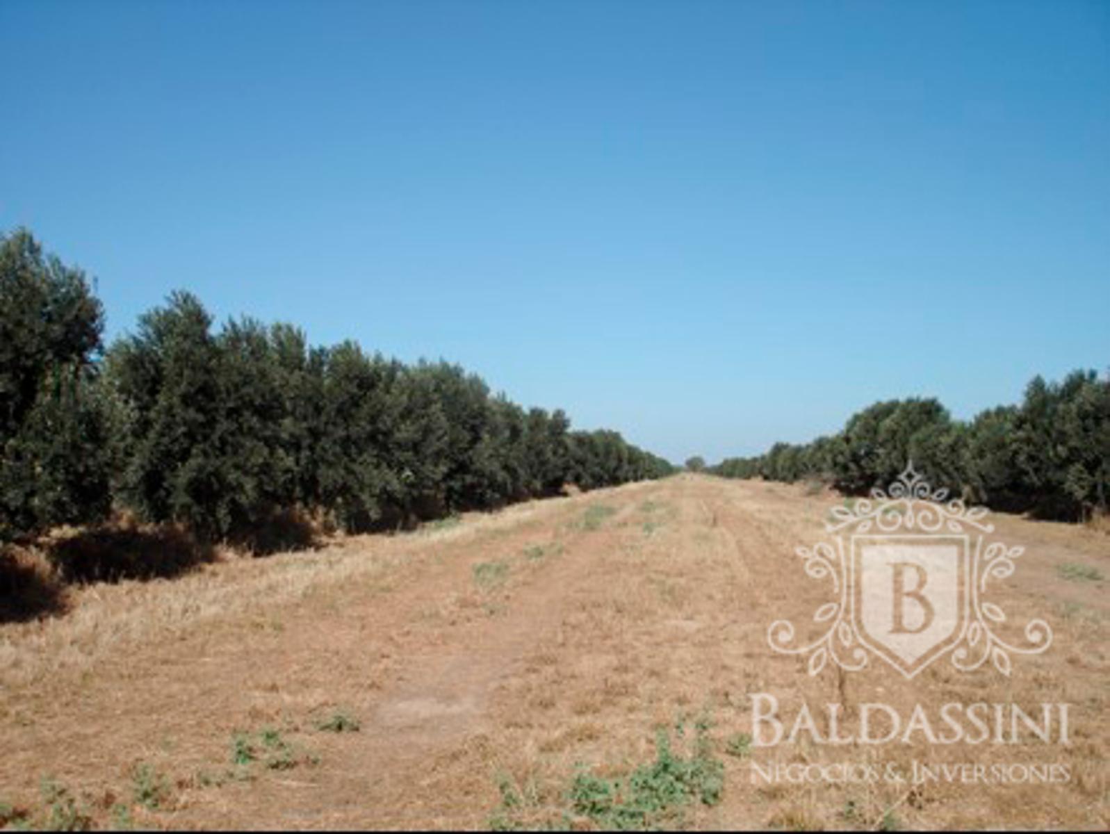 Campo de 300 has en Chumbicha con Olivares - 2