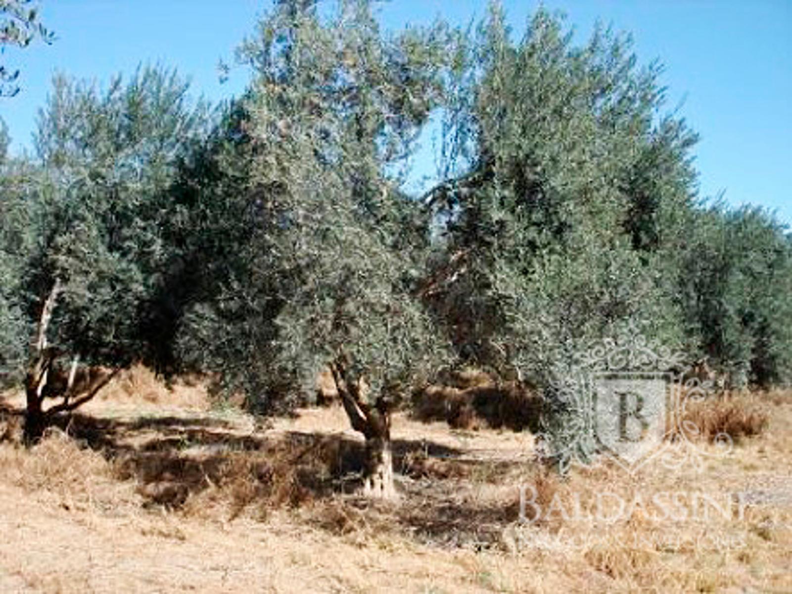Campo de 300 has en Chumbicha con Olivares - 7