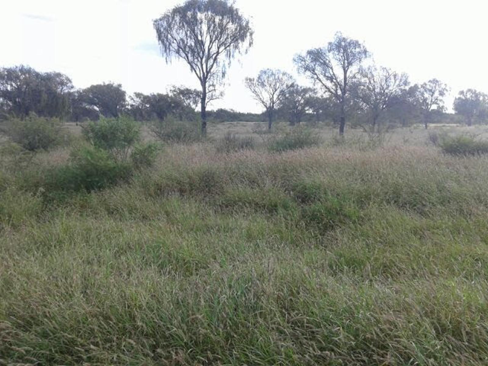 Campo Ganadero de 18.000 ha en La Rioja - Se entrega totalmente rolado y sembrado con pastura buffel grass - 3