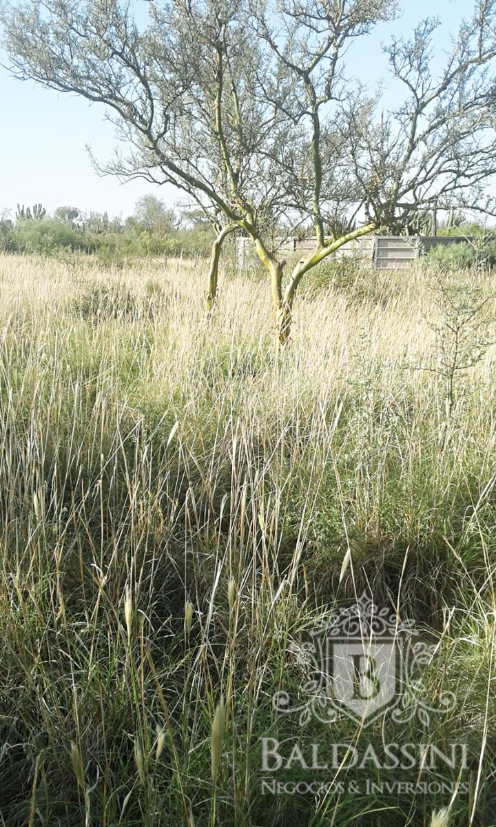 Excelente oportunidad - Gran Campo Ganadero en El Chañar - 5900 ha - u$S60 x ha - 1