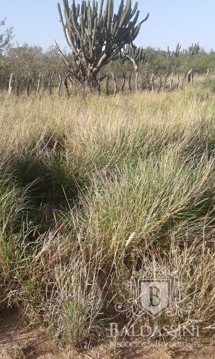 Excelente oportunidad - Gran Campo Ganadero en El Chañar - 5900 ha - u$S60 x ha - 3