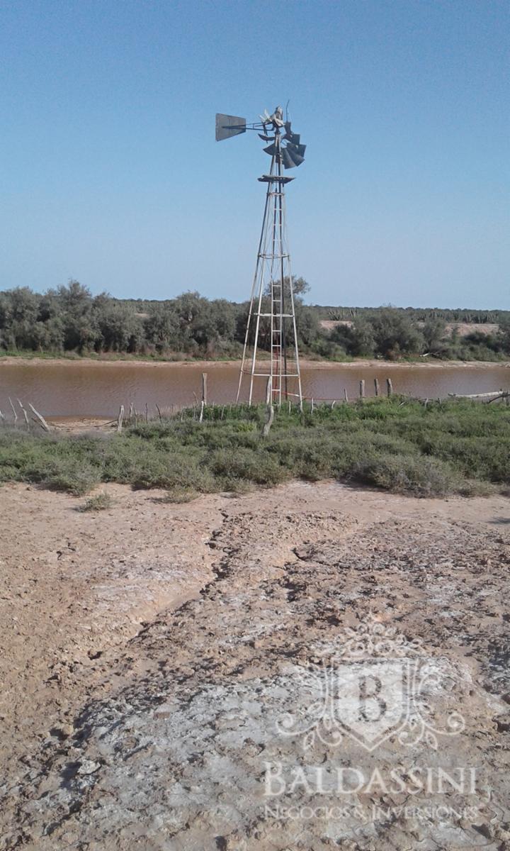 Excelente oportunidad - Gran Campo Ganadero en El Chañar - 5900 ha - u$S60 x ha - 5