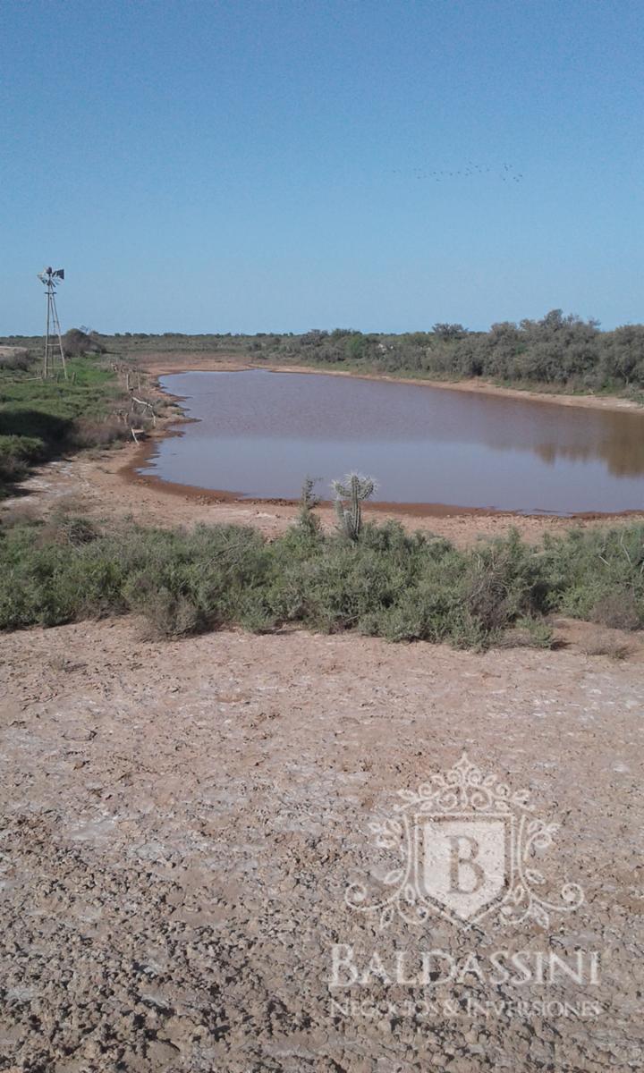 Excelente oportunidad - Gran Campo Ganadero en El Chañar - 5900 ha - u$S60 x ha - 7