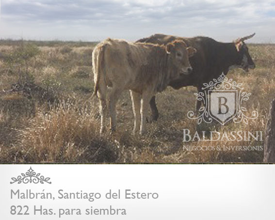 822 HECTÁREAS EN MALBRAN - SANTIAGO DEL ESTERO MIXTO - 2