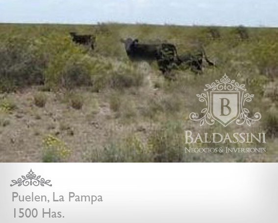 1500 HAS. EN COLONIA 25 DE MAYO, PUELÉN, LA PAMPA - GANADERAS - 3