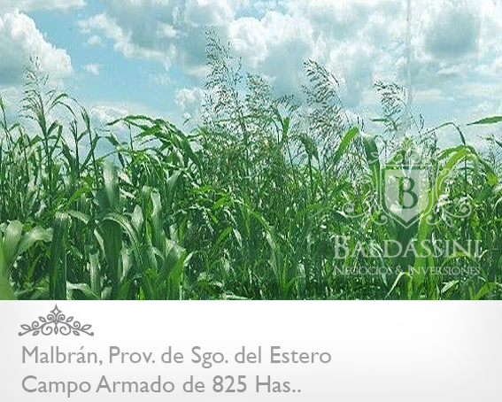 CAMPO DE 825 HAS. ARMADO EN MALBRÁN, SANTIAGO DEL ESTERO - CAMPO AGRÍCOLA / GANADERO, CON CASA PRINCIPAL Y CASA DE CASERO. HAY 1000 HAS MAS DISPONIBLES - 1