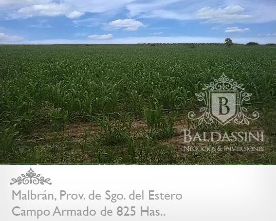 CAMPO DE 825 HAS. ARMADO EN MALBRÁN, SANTIAGO DEL ESTERO - CAMPO AGRÍCOLA / GANADERO, CON CASA PRINCIPAL Y CASA DE CASERO. HAY 1000 HAS MAS DISPONIBLES - 3