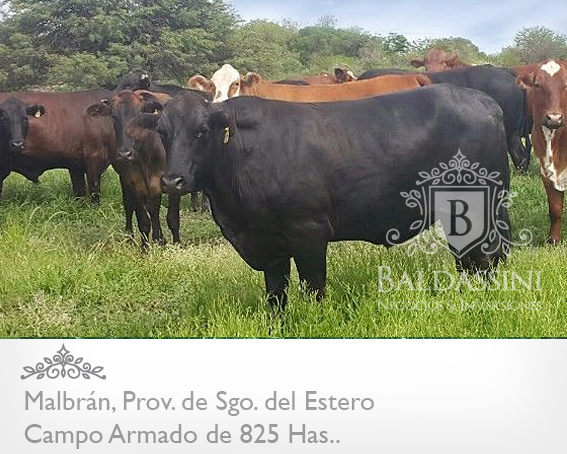 CAMPO DE 825 HAS. ARMADO EN MALBRÁN, SANTIAGO DEL ESTERO - CAMPO AGRÍCOLA / GANADERO, CON CASA PRINCIPAL Y CASA DE CASERO. HAY 1000 HAS MAS DISPONIBLES - 4