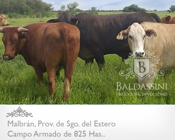 CAMPO DE 825 HAS. ARMADO EN MALBRÁN, SANTIAGO DEL ESTERO - CAMPO AGRÍCOLA / GANADERO, CON CASA PRINCIPAL Y CASA DE CASERO. HAY 1000 HAS MAS DISPONIBLES - 5