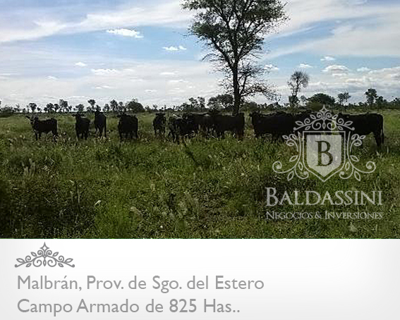 CAMPO DE 825 HAS. ARMADO EN MALBRÁN, SANTIAGO DEL ESTERO - CAMPO AGRÍCOLA / GANADERO, CON CASA PRINCIPAL Y CASA DE CASERO. HAY 1000 HAS MAS DISPONIBLES - 6