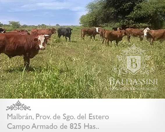 CAMPO DE 825 HAS. ARMADO EN MALBRÁN, SANTIAGO DEL ESTERO - CAMPO AGRÍCOLA / GANADERO, CON CASA PRINCIPAL Y CASA DE CASERO. HAY 1000 HAS MAS DISPONIBLES - 7