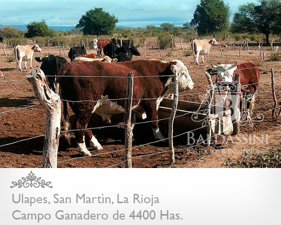 CAMPO GANADERO DE 4400 HECTÁREAS EN ULAPES, DEPARTAMENTO DE SAN MARTÍN, LA RIOJA - CAMPO ARMADO CON POZO DE AGUA DULCE / GALPÓN / CASA - 2