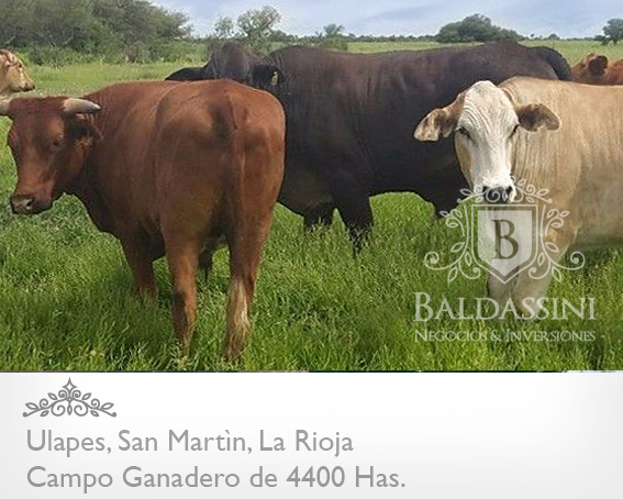 CAMPO GANADERO DE 4400 HECTÁREAS EN ULAPES, DEPARTAMENTO DE SAN MARTÍN, LA RIOJA - CAMPO ARMADO CON POZO DE AGUA DULCE / GALPÓN / CASA - 3