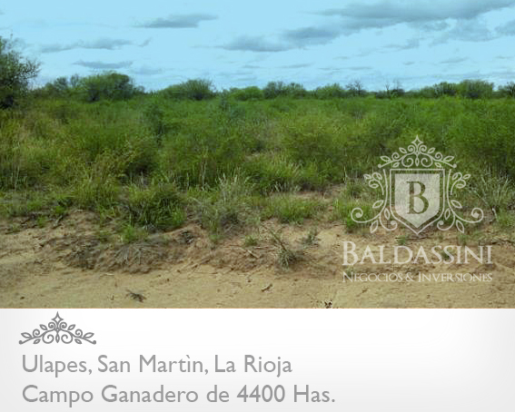 CAMPO GANADERO DE 4400 HECTÁREAS EN ULAPES, DEPARTAMENTO DE SAN MARTÍN, LA RIOJA - CAMPO ARMADO CON POZO DE AGUA DULCE / GALPÓN / CASA - 4