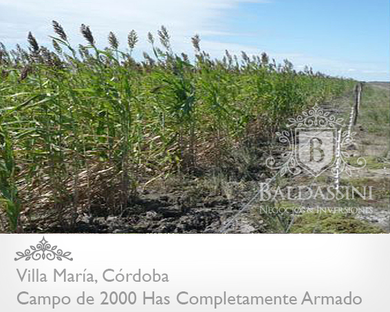 CAMPO GANADERO DE 2000 HAS. EN CÓRDOBA, VILLA MARÍA / A TRANQUERA CERRADA / AGUA / BEBEDEROS / MÁQUINAS COSECHADORAS / SEMBRADORAS / TRACTOR/ ETC. CAMPO MUY ARMADO! - 3