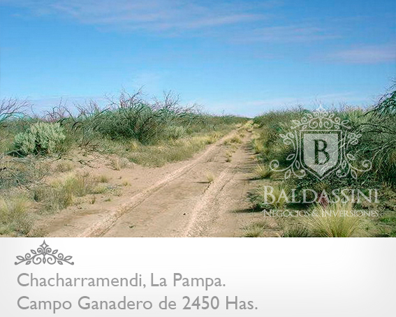 CAMPO GANADERO / COTO DE CAZA DE 2450 HECTÁREAS, CHACHARRAMENDI, LA PAMPA, REPÚBLICA ARGENTINA. - 5