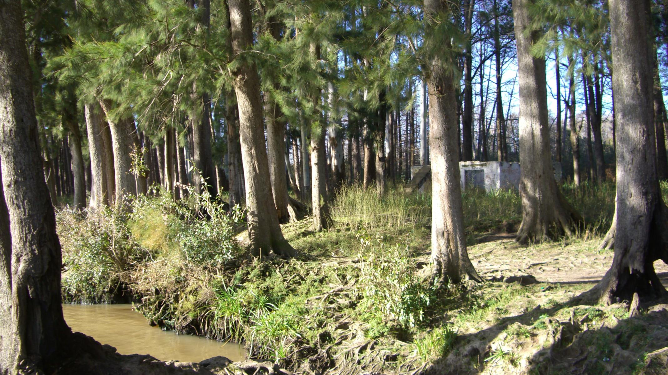 60 Has . - PUERTO DE ESCOBAR - PARANA DE LAS PALMAS — foto 3