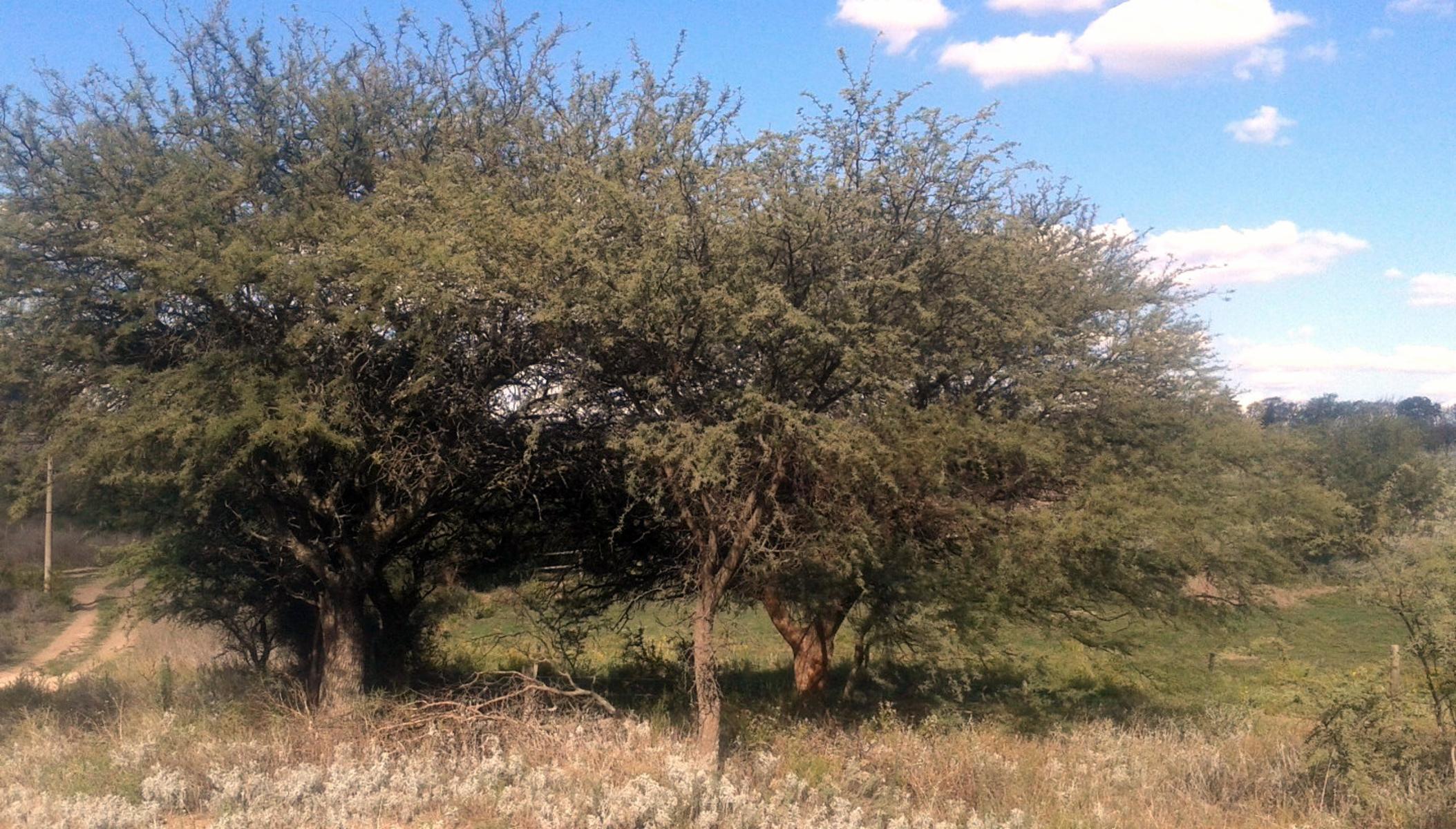 Lotes en zona de crecimiento en Santa Rosa. Nueva Vista II - 2