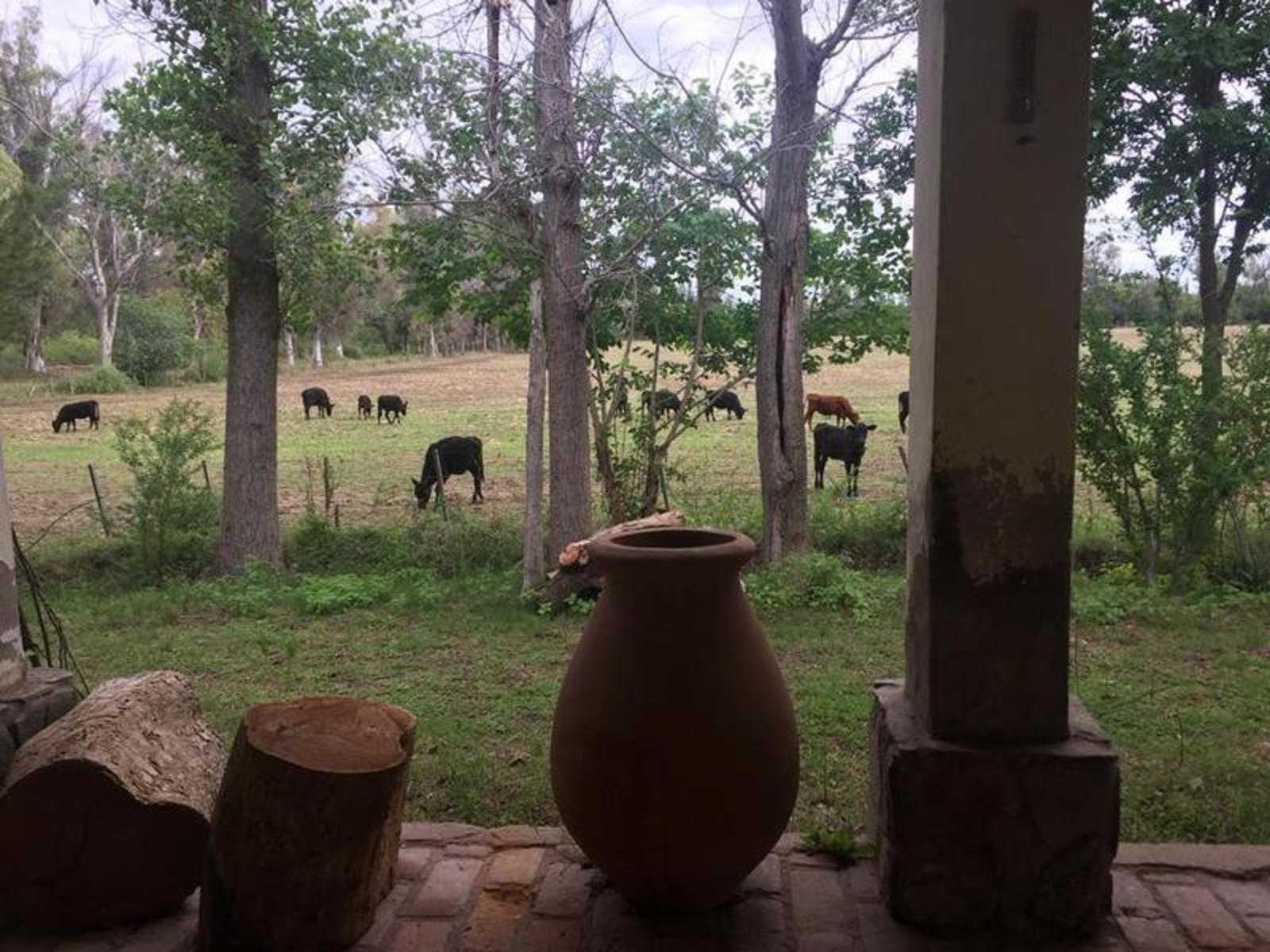 CAMPO DE 1400 HECTAREAS EN VENTA - CORDOBA - 6