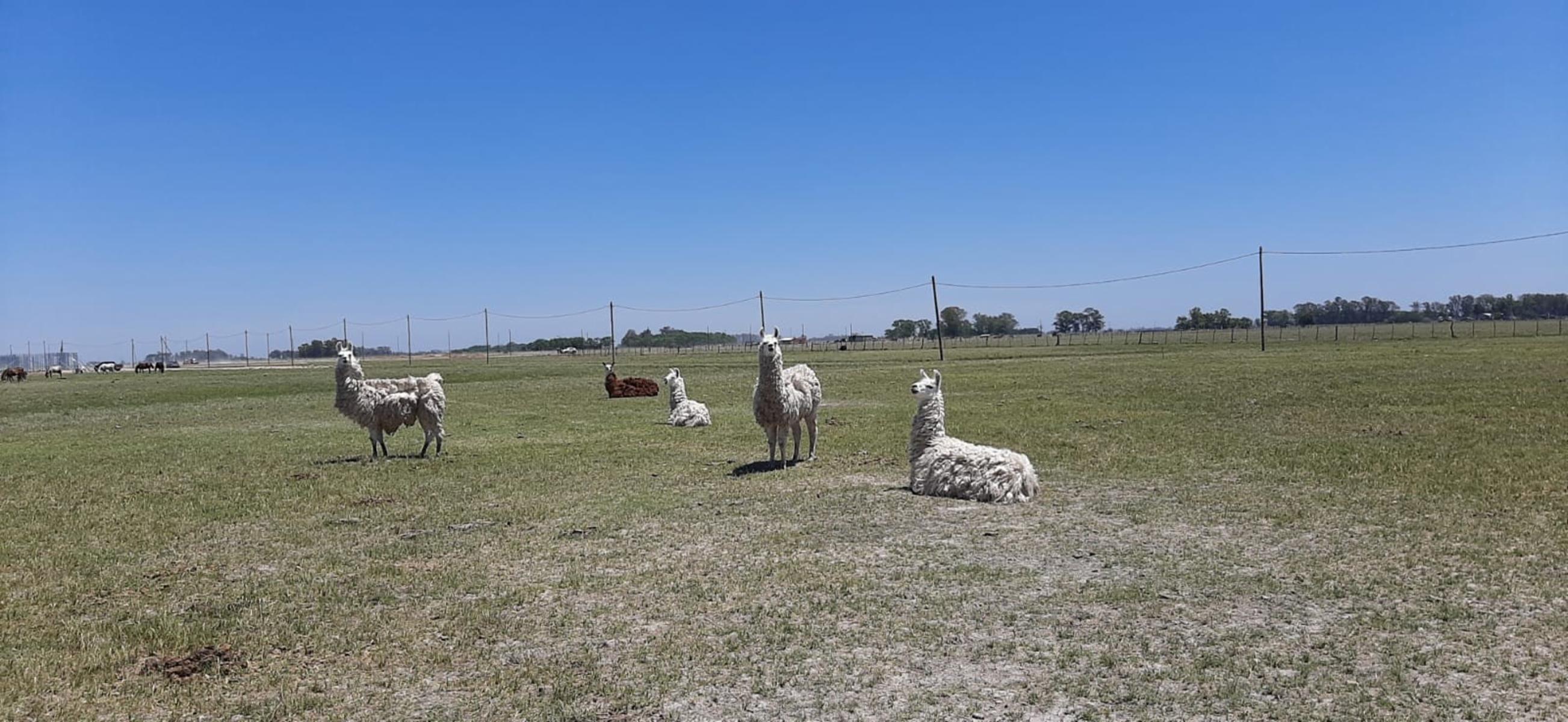 SAN VICENTE - LOTES DE 600M2 EN EL VIEJO OMBU — foto 2