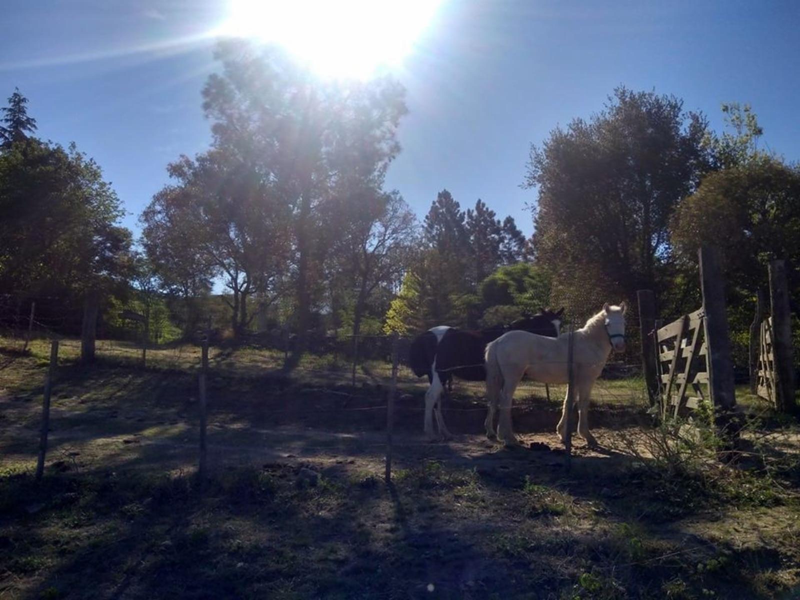 HERMOSOS LOTES EN FLOR SERRANA A 4 KM DE TANTI UNA JOYA EN LAS SIERRAS CORDOBESAS NO TE PIERDAS DE TENER TU LOTE — foto 8
