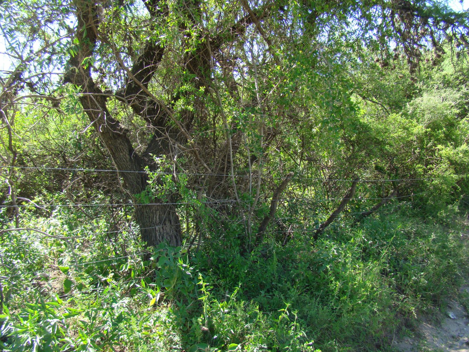 LOTES EN VENTA EN TRASLASIERRA LA POBLACIÓN — foto 4