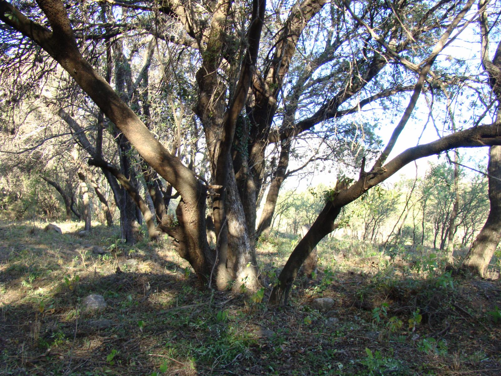 TERRENO EN VENTA EN LA POBLACIÓN TRASLASIERRA — foto 6