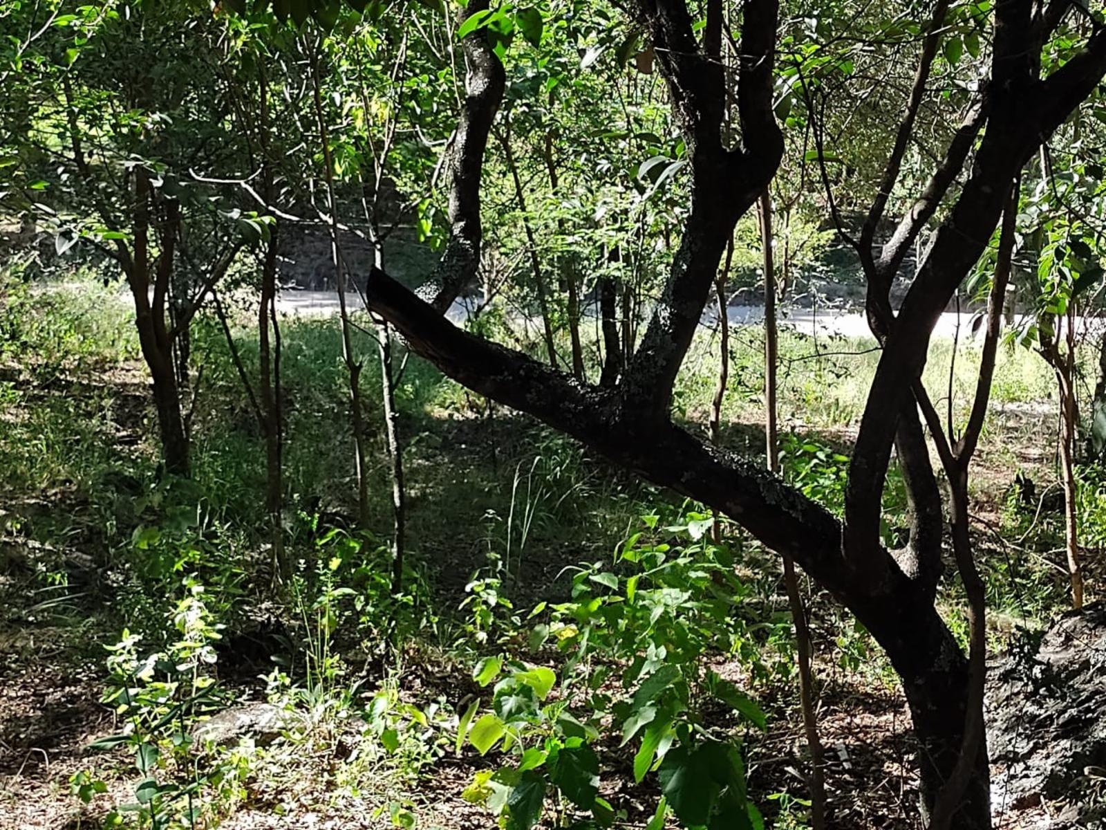 LOTE EN VENTA EN LA POBLACIÓN TRASLASIERRA — foto 2