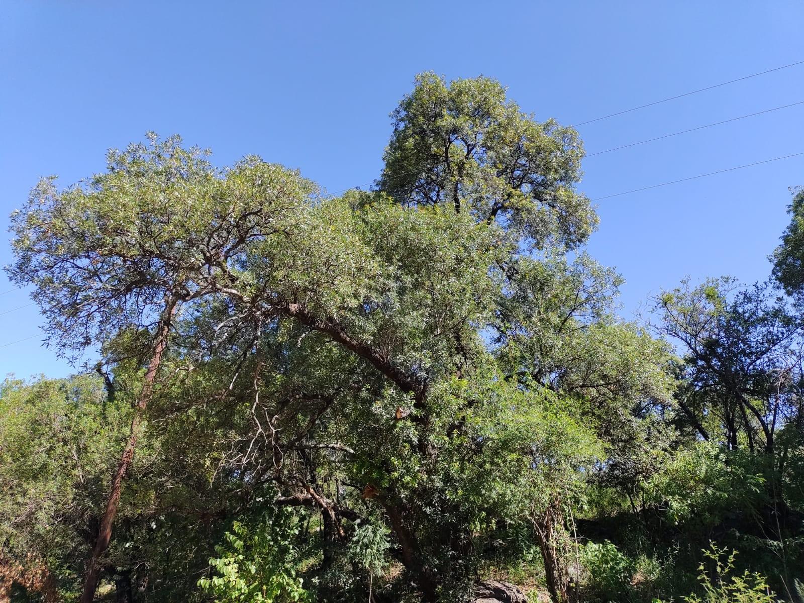 LOTE EN VENTA EN LA POBLACIÓN TRASLASIERRA — foto 6