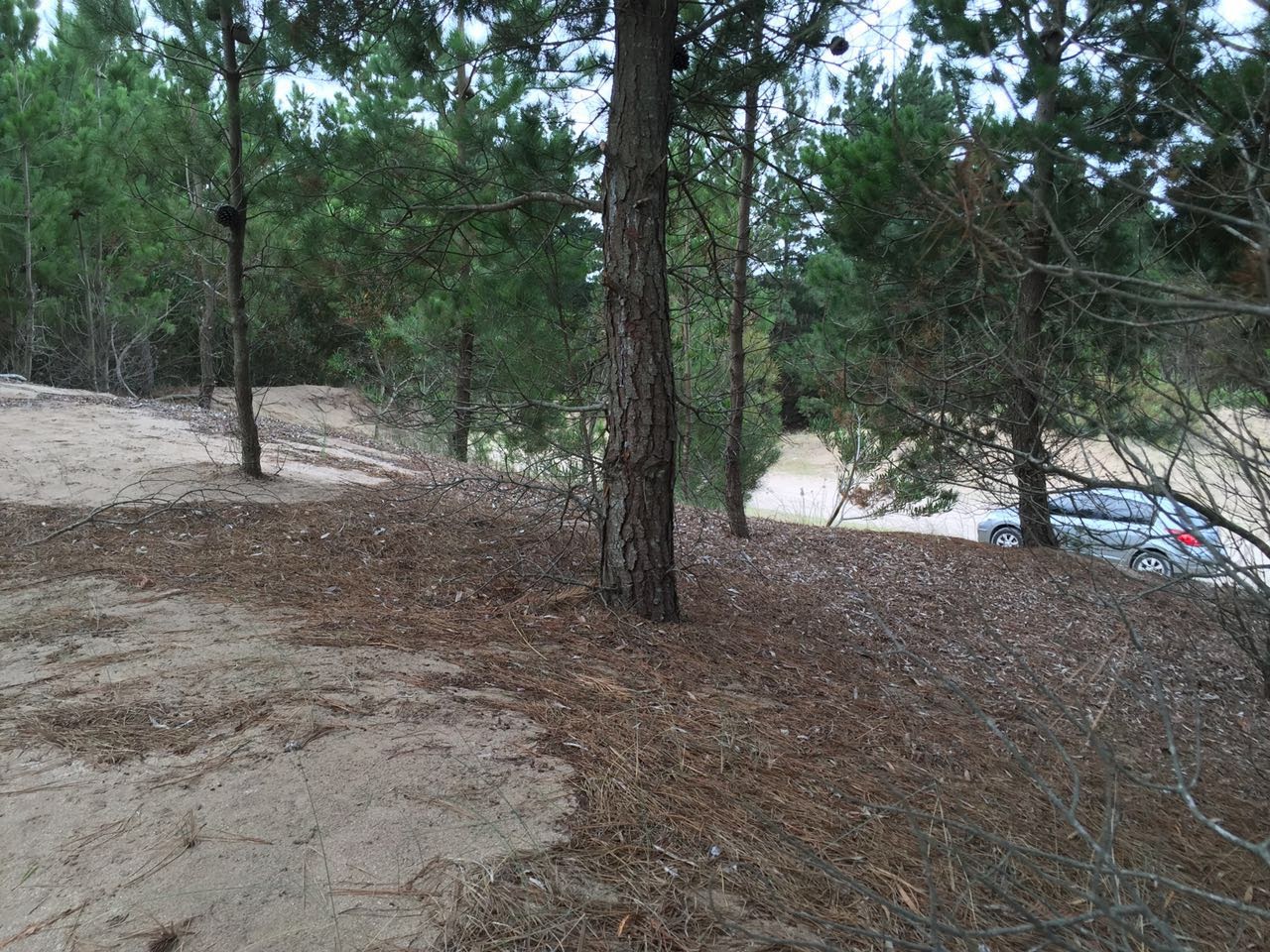 Lote en venta en DEPORTIVA II Costa del Este — foto 2